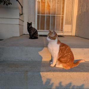 Image of Bonkers, Lost Cat