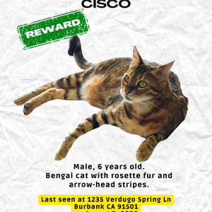 Image of Cisco, Lost Cat