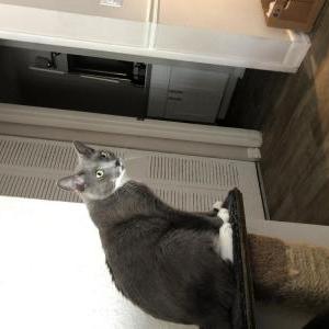Image of Titan, Lost Cat
