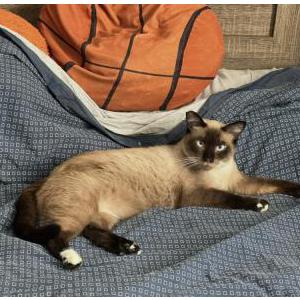 Image of Olaf, Lost Cat