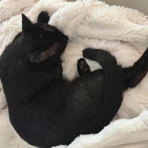 Image of Luna, Lost Cat