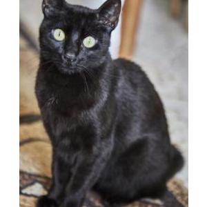 Image of Musy, Lost Cat