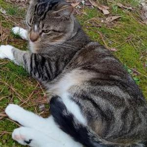 Image of Louie, Lost Cat