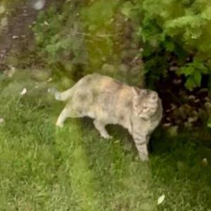 Image of unknown, Found Cat