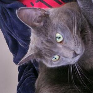 Image of Meow meow, Lost Cat