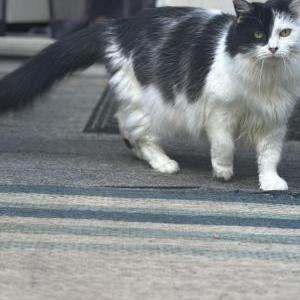 Image of Willow, Lost Cat