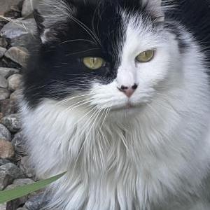 2nd Image of Willow, Lost Cat