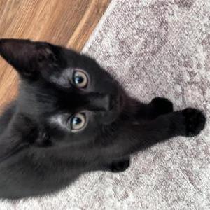 Image of Pepper, Lost Cat