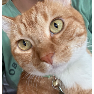 Image of Benji, Lost Cat