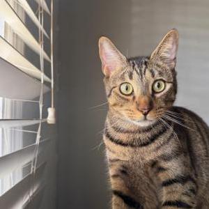 Image of Bandit, Lost Cat