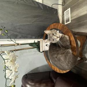 Image of Osi, Lost Cat