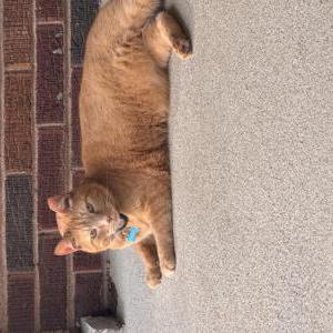 Image of Theodore, Lost Cat