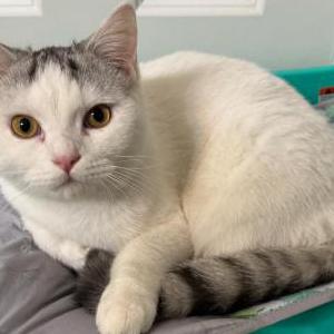 Lost Cat Maio