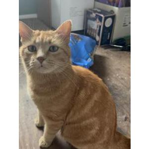 Image of Brady, Lost Cat