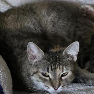 Image of Gizmo, Lost Cat
