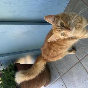 Image of Pumpkin, Lost Cat