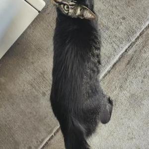 Image of Esme, Lost Cat