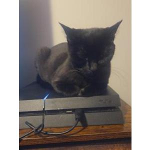 Image of Shadow, Lost Cat