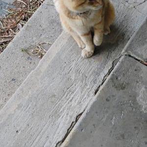 Image of Panzon, Lost Cat