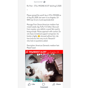 Image of Jay, Lost Cat