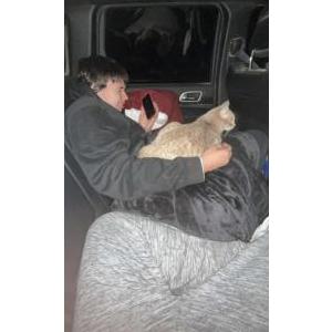 2nd Image of Butters, Lost Cat