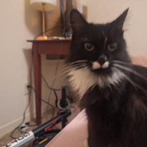 Image of Unknown, Found Cat