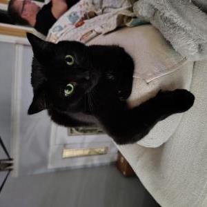 Image of Mocha, Lost Cat
