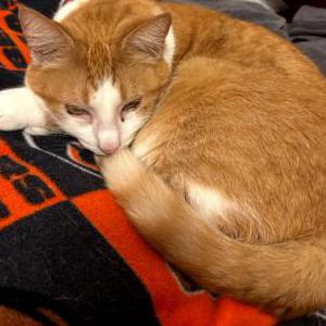 Lost Cat Cordelia