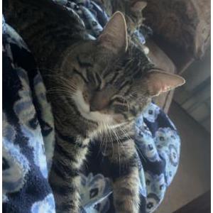Image of Tiger, Lost Cat