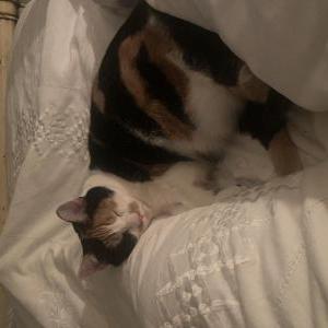 Image of Harper, Lost Cat