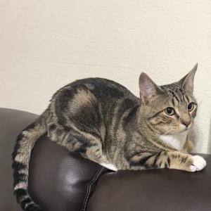 Lost Cat Ozzy