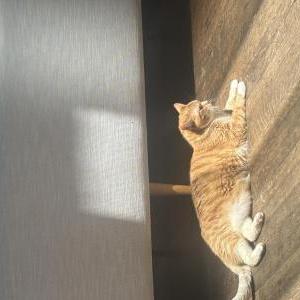 Image of CHOWDER, Lost Cat