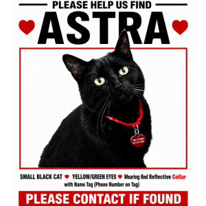 Image of Astra, Lost Cat