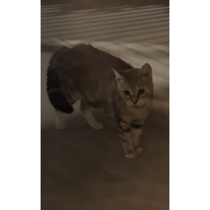 Image of unknown, Found Cat
