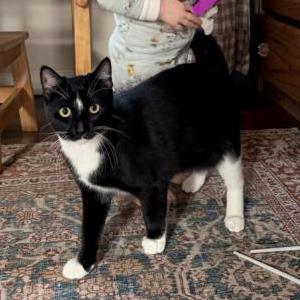 Lost 2 Mittens (Washington)