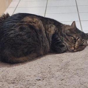 Lost Cat Katsu