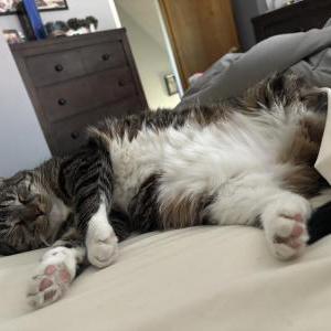 Image of Lucy, Lost Cat