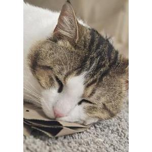 Image of babyboo, Lost Cat