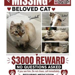 Image of Snowball, Lost Cat