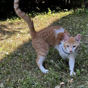 Lost Cat Simba