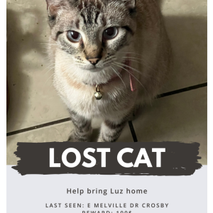 Image of Luz, Lost Cat