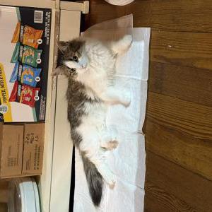 Lost Cat Yuki