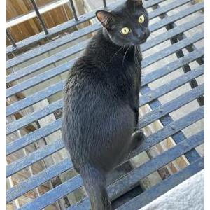 Lost Cat Bruce