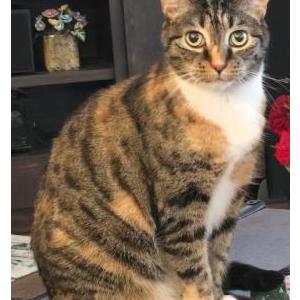 Image of Josie, Lost Cat