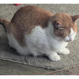 Image of Bojack, Lost Cat