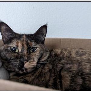 Image of Sushi, Lost Cat