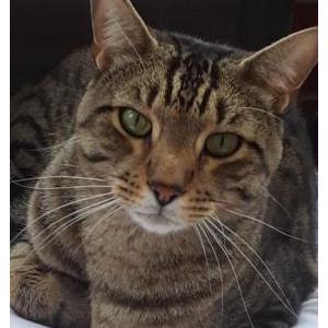 Image of Blu, Lost Cat