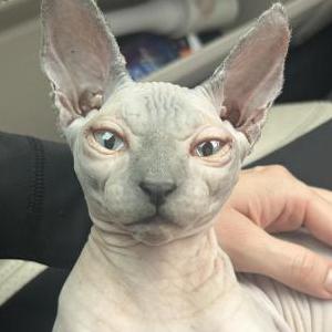 Image of Ivy, Lost Cat
