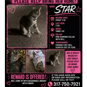 Lost Cat Star