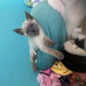 Lost 2 Luna (California)
